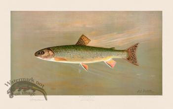 Brook Trout